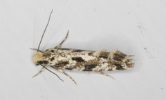 Nemapogon granella