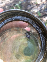 Holcostethus abbreviatus