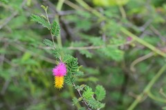 Dichrostachys