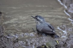 Chinese Nuthatch photo 3