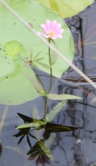 Sabatia dodecandra foliosa