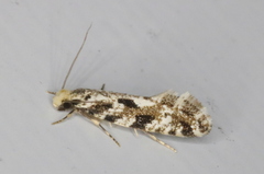 Nemapogon granella