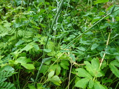 Laserpitium latifolium