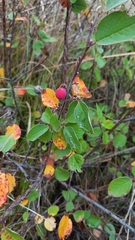 Cotoneaster alaunicus