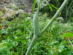 Laserpitium latifolium