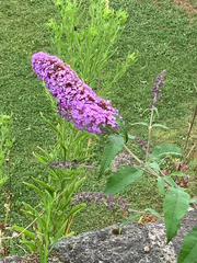 Buddleja davidii