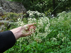 Laserpitium latifolium
