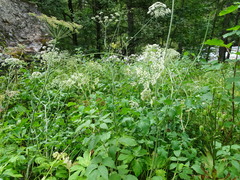 Laserpitium latifolium
