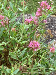 Centranthus ruber