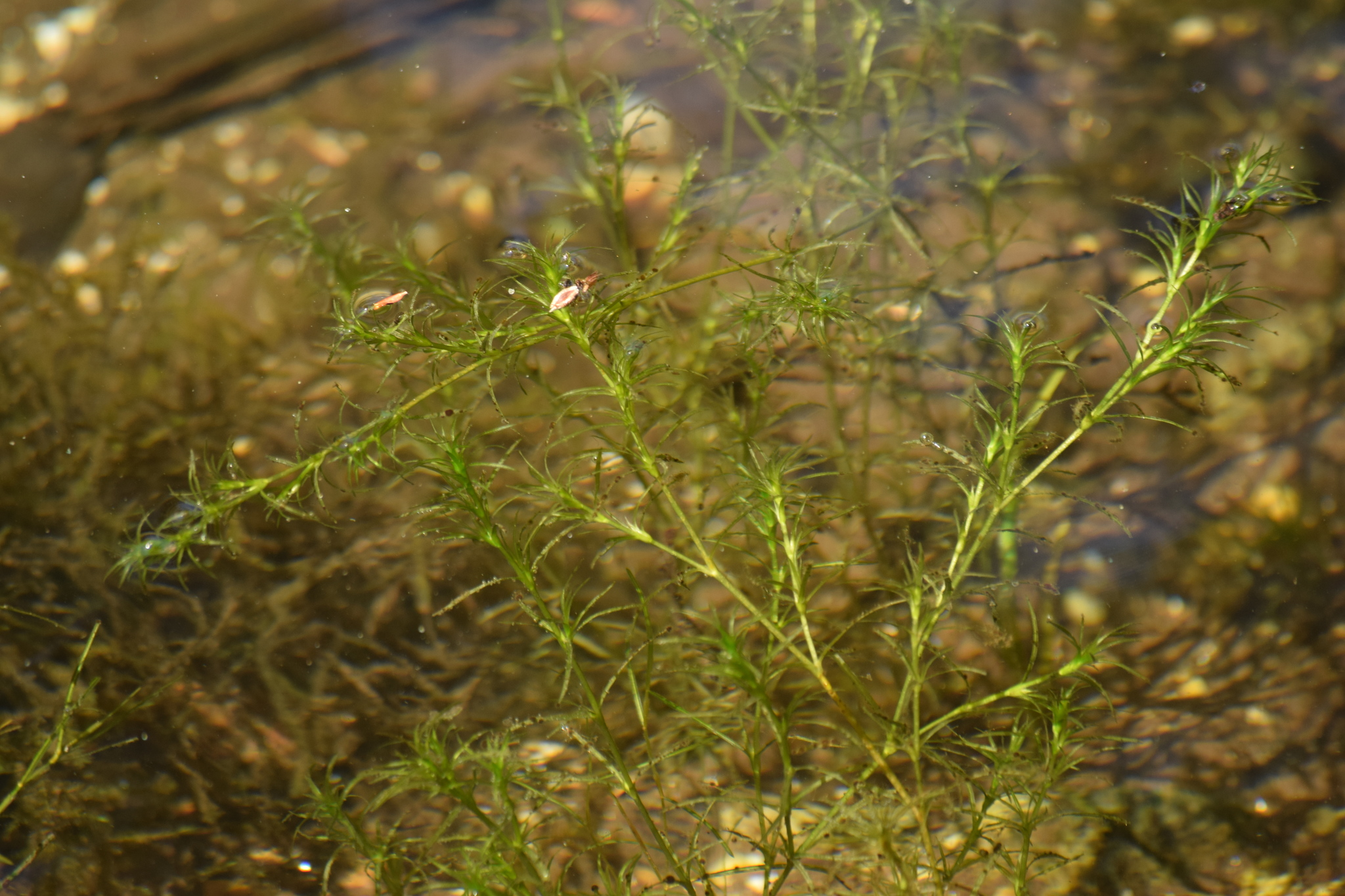 Najas flexilis