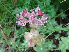 Hylotelephium anacampseros