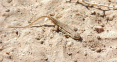 Liolaemus melanops