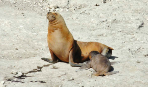 South American Sea Lion, photo 5 of 9