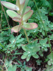 Hylotelephium anacampseros