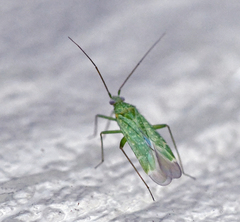 Orthotylus flavosparsus