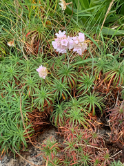 Armeria maritima
