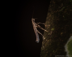 Caloptilia eurycnema