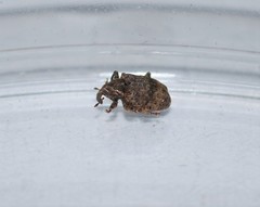 Conotrachelus seniculus