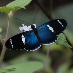 Heliconius sara