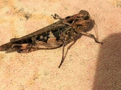 Oedaleus infernalis