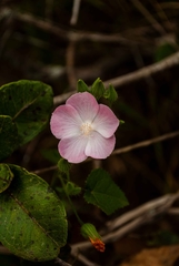 Pavonia rosa-campestris
