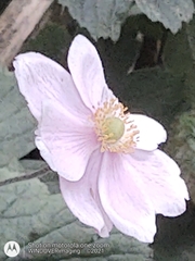 Eriocapitella × hybrida