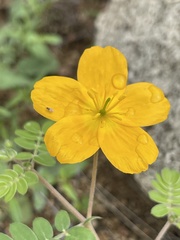 Kallstroemia peninsularis