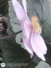 Eriocapitella × hybrida