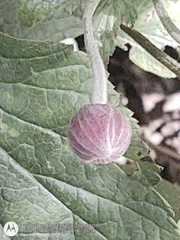 Eriocapitella × hybrida