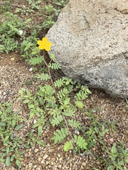 Kallstroemia peninsularis