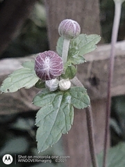 Eriocapitella × hybrida