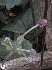 Eriocapitella × hybrida