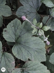 Eriocapitella × hybrida