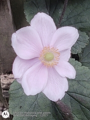 Eriocapitella × hybrida