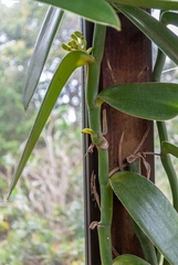Vanilla palmarum