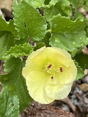 Hibiscus ribifolius