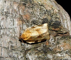 Choristoneura hebenstreitella