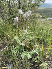 Pulsatilla ambigua