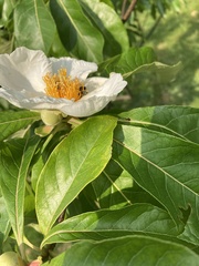 Franklinia