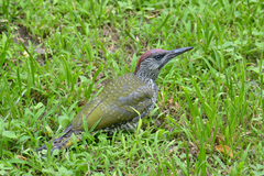Picus viridis