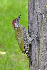 Picus viridis