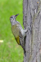 Picus viridis