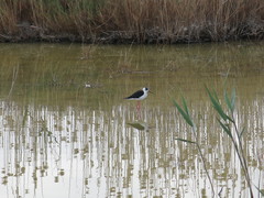 Himantopus himantopus