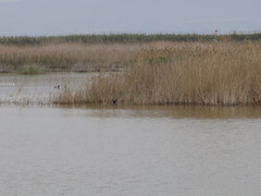 Porphyrio porphyrio