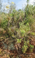 Notobubon ferulaceum