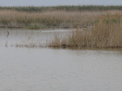 Porphyrio porphyrio