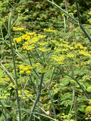 Foeniculum vulgare