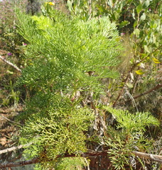 Notobubon ferulaceum