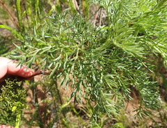 Notobubon ferulaceum