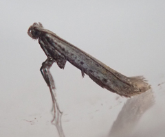 Aspilapteryx tringipennella
